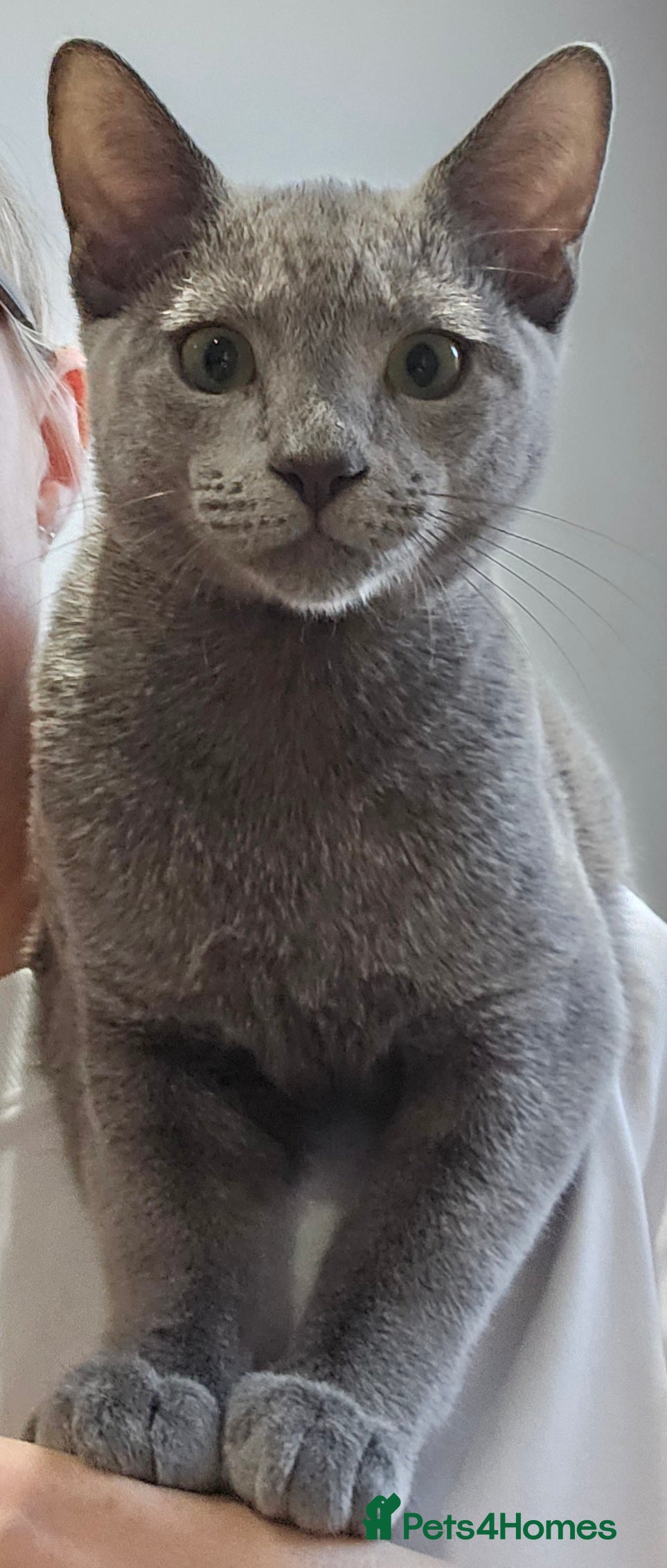 Russian Blue cats Russian Blue Male, 10months, Neutered, Indoor only in Harrow - Advert 1