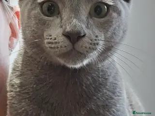 Russian Blue cats Russian Blue Male, 10months, Neutered, Indoor only in Harrow - Advert 1