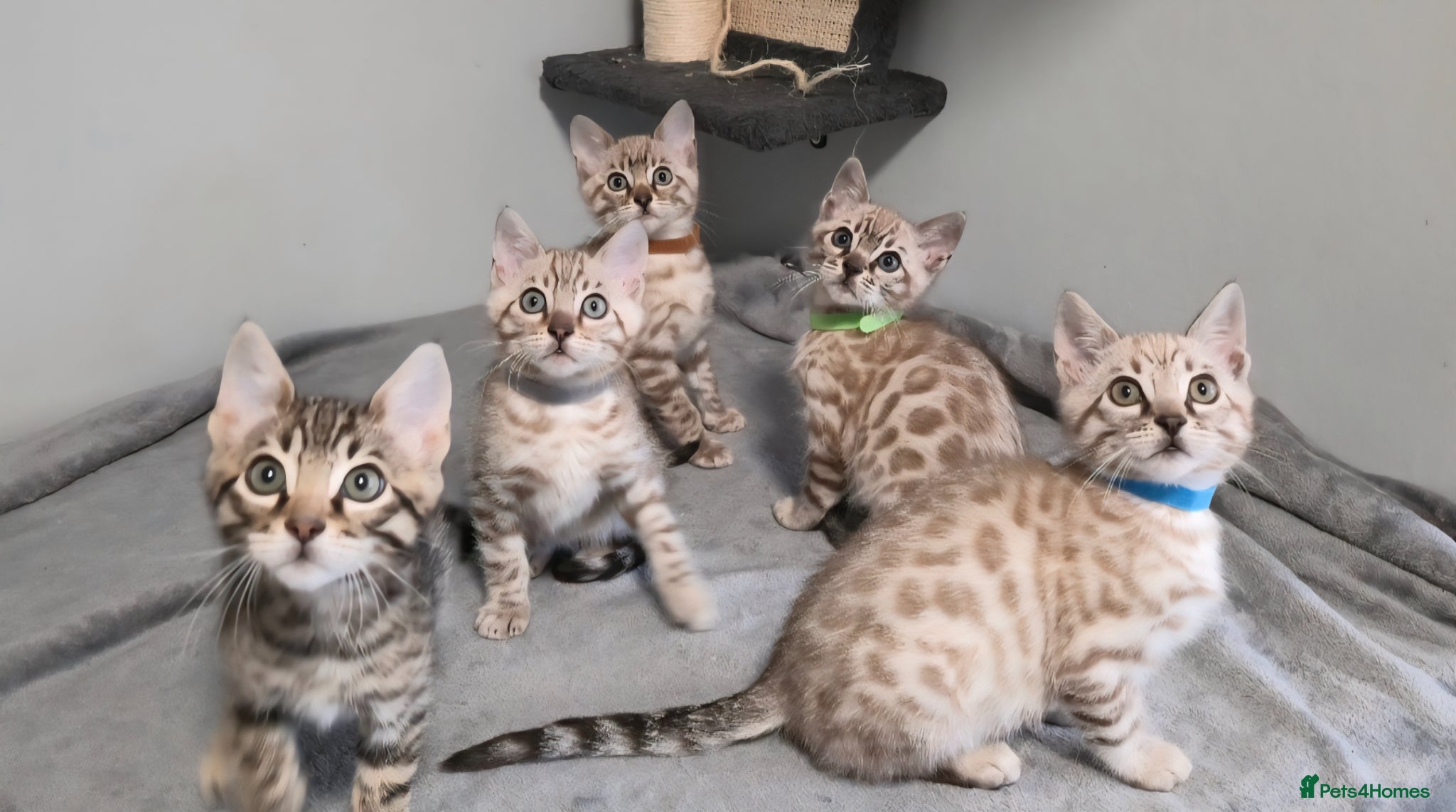 Bengal cats 5 bengal boys looking for their furrever home - Advert 1