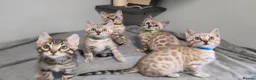 Bengal cats for sale: 5 bengal boys looking for their furrever home - Advert 1