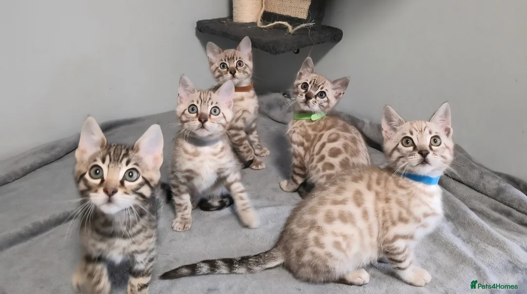 Bengal cats for sale: 5 bengal boys looking for their furrever home - Advert 1