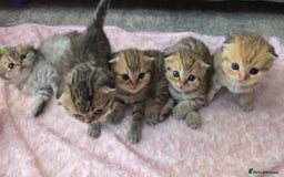 Scottish Fold cats for sale: 5 Scottish Folds - Image 6