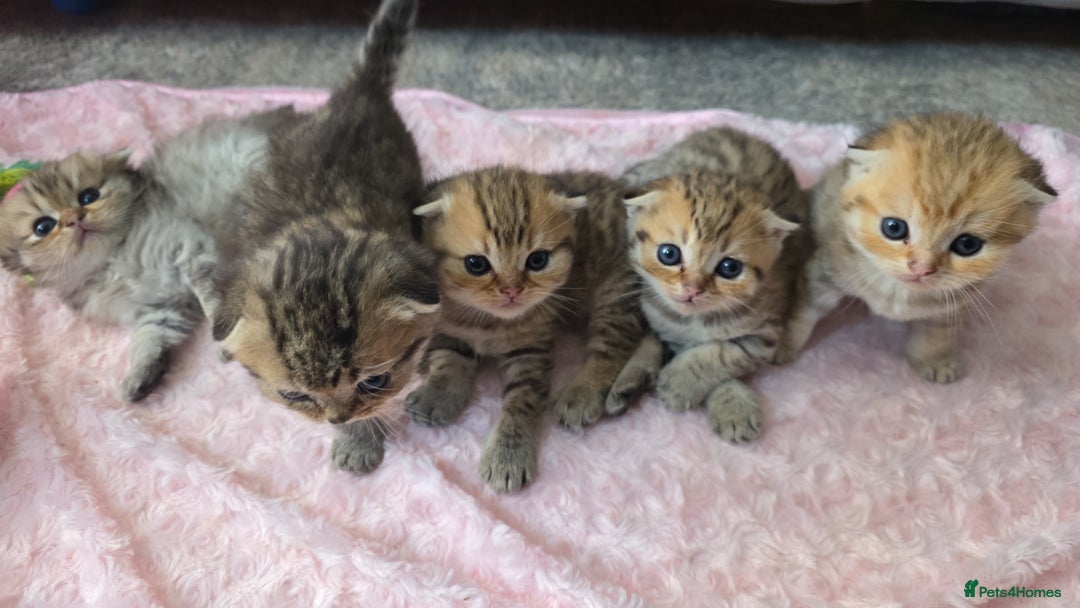 Scottish Fold cats for sale: 5 Scottish Folds - Image 6