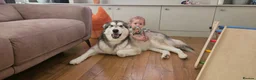 Alaskan Malamute dogs for sale: Luna, Malamute, Age 3, Pedigree & KC Registered - Advert 2