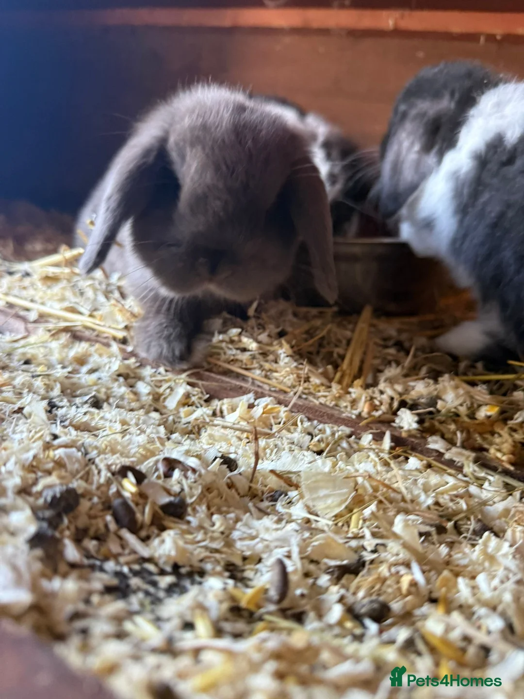 Mini Lop rabbits for sale: One beautiful baby rabbit for sale  - Advert 2