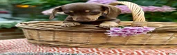 Dachshund dogs for sale:  LAST 3 Unique Dachshund Miniature KC Pups - Advert 23