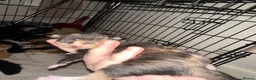 Mixed Breed cats for sale: Baby’s need a new loving home  - Advert 7