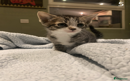 Mixed Breed cats for sale: KITTENS! Batch of cuties for sale in Basinsgtoke - Image 8