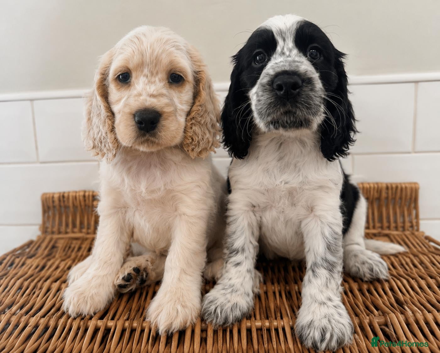 Cocker Spaniel dogs for sale: Ready Today! Cocker Spaniel Puppies  - Advert 1