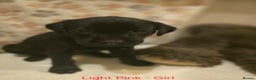 Labrador Retriever dogs for sale: Yellow and Black Labrador Puppies - Advert 12