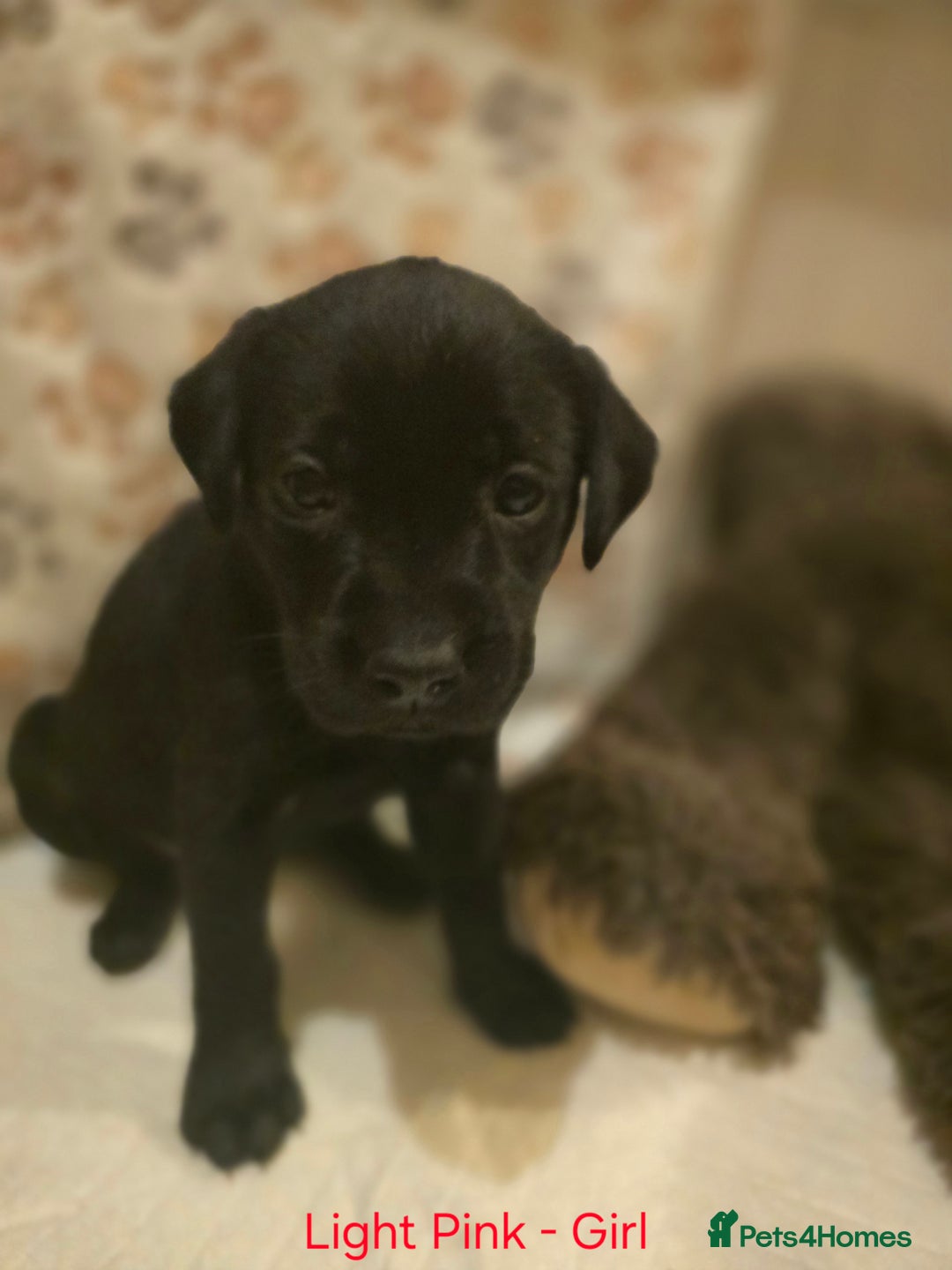 Labrador Retriever dogs for sale: Yellow and Black Labrador Puppies - Advert 12