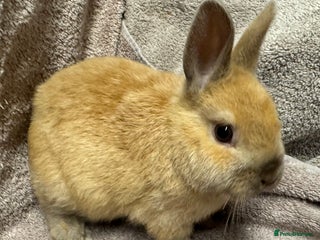 Netherland Dwarf rabbits - Advert 13