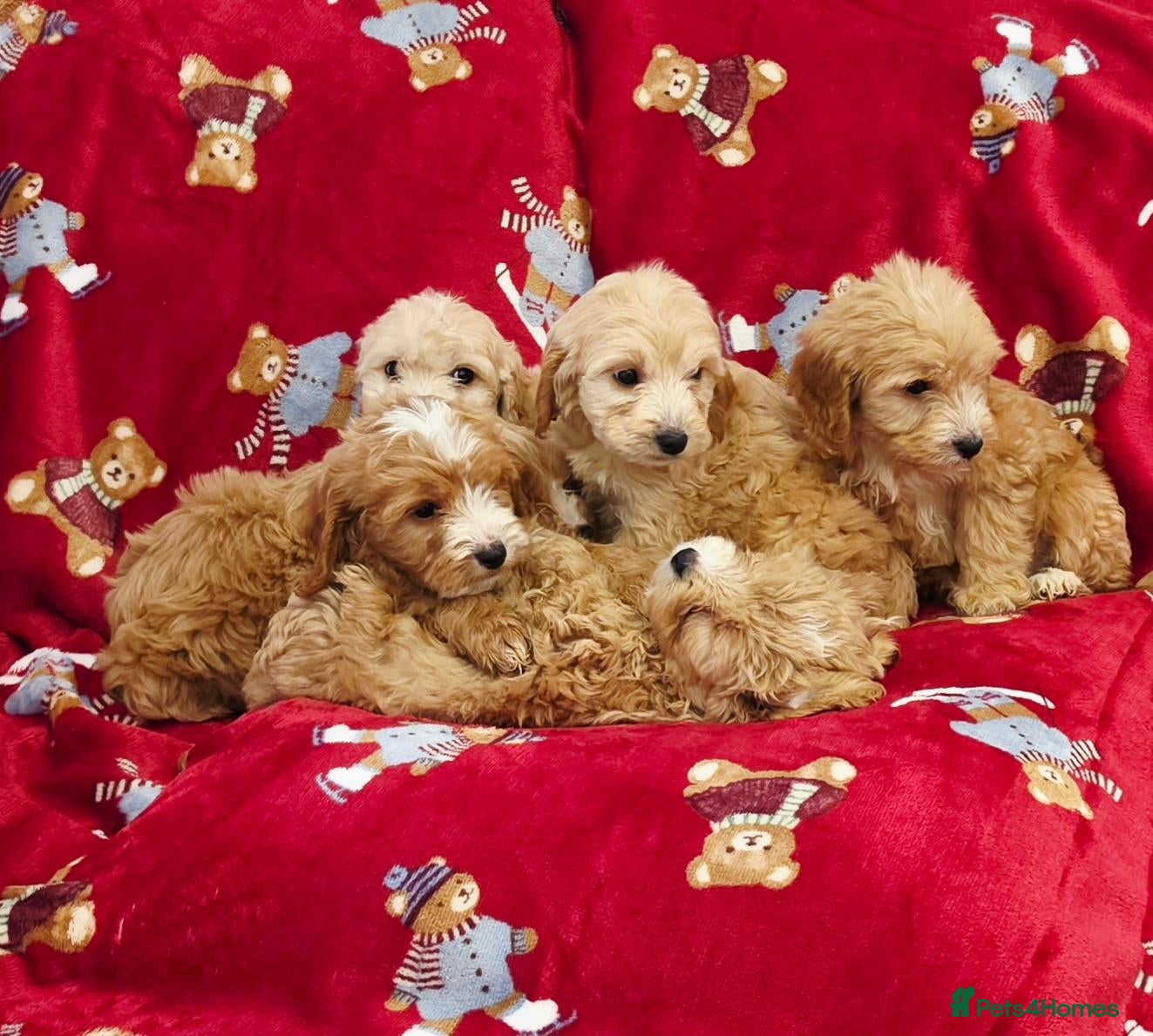 Cockapoo dogs for sale: ⚜️Pure Quality Cockapoos ⚜️ - Advert 1