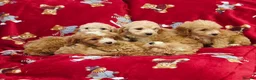 Cockapoo dogs for sale: ⚜️Pure Quality Cockapoos ⚜️ - Advert 1