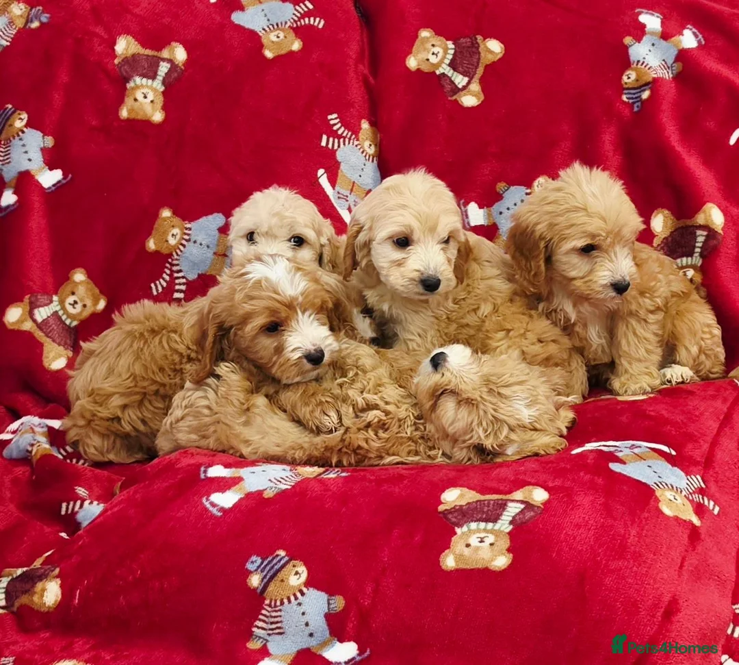 Cockapoo dogs for sale: ⚜️Pure Quality Cockapoos ⚜️ - Advert 1
