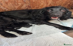 Mixed Breed dogs for sale: Sprockador Puppies  - Image 8