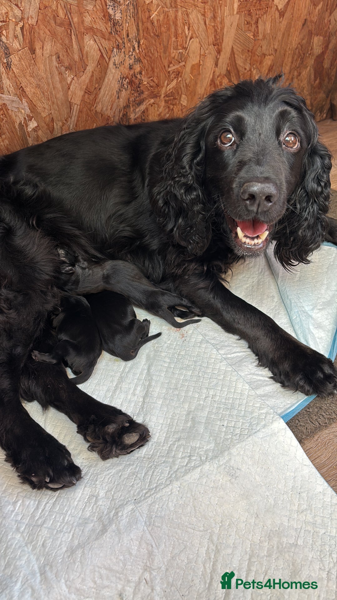 Mixed Breed dogs for sale: Sprockador Puppies  - Image 8