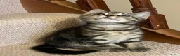 Mixed Breed cats for sale: Kittens looking for a new home 🐱 - Advert 2