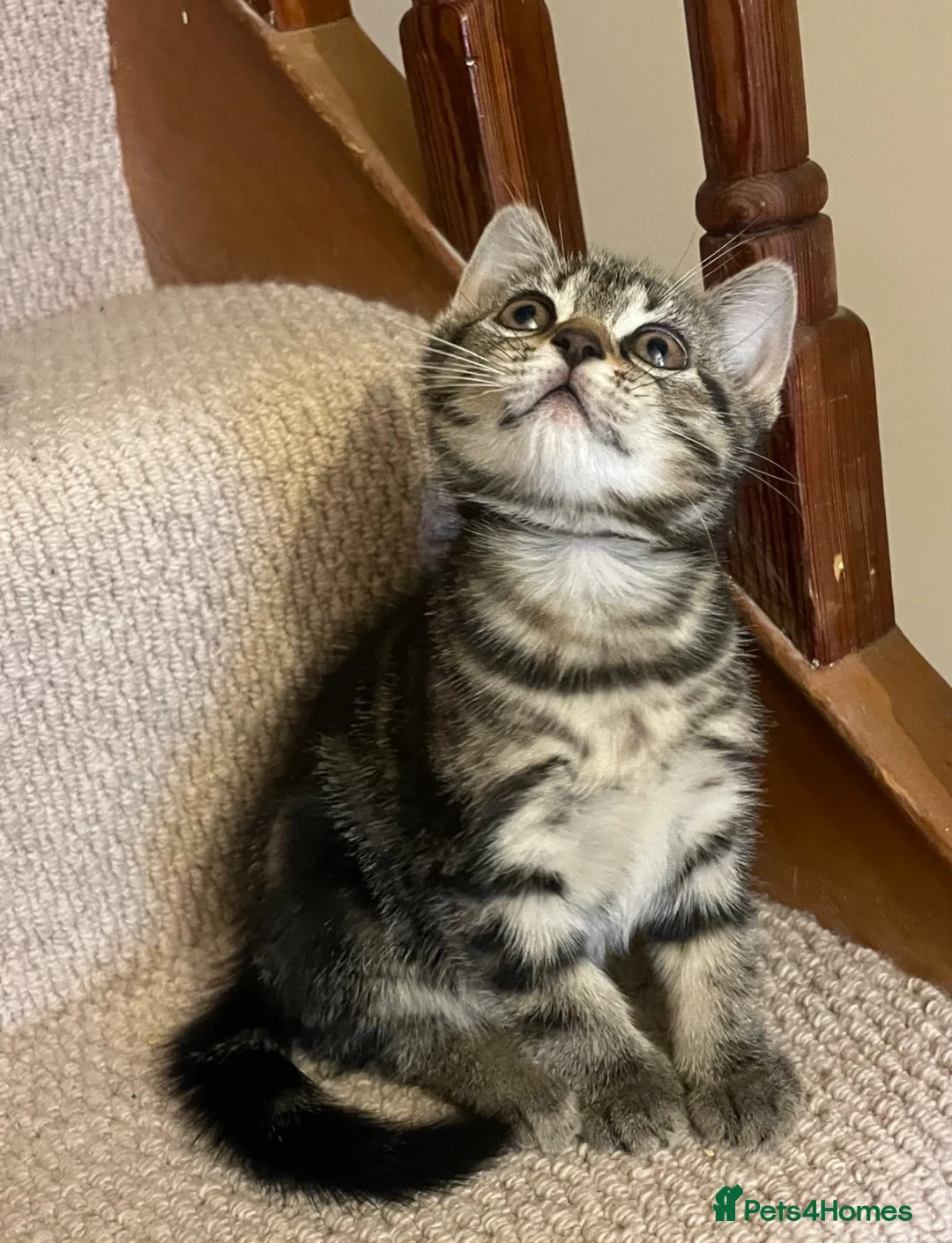 Mixed Breed cats for sale: Kittens looking for a new home 🐱 - Advert 2