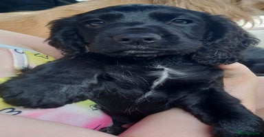 Cocker Spaniel dogs - Advert 3
