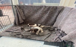 English Springer Spaniel dogs for sale: English springer spaniel kc registered  - Image 5