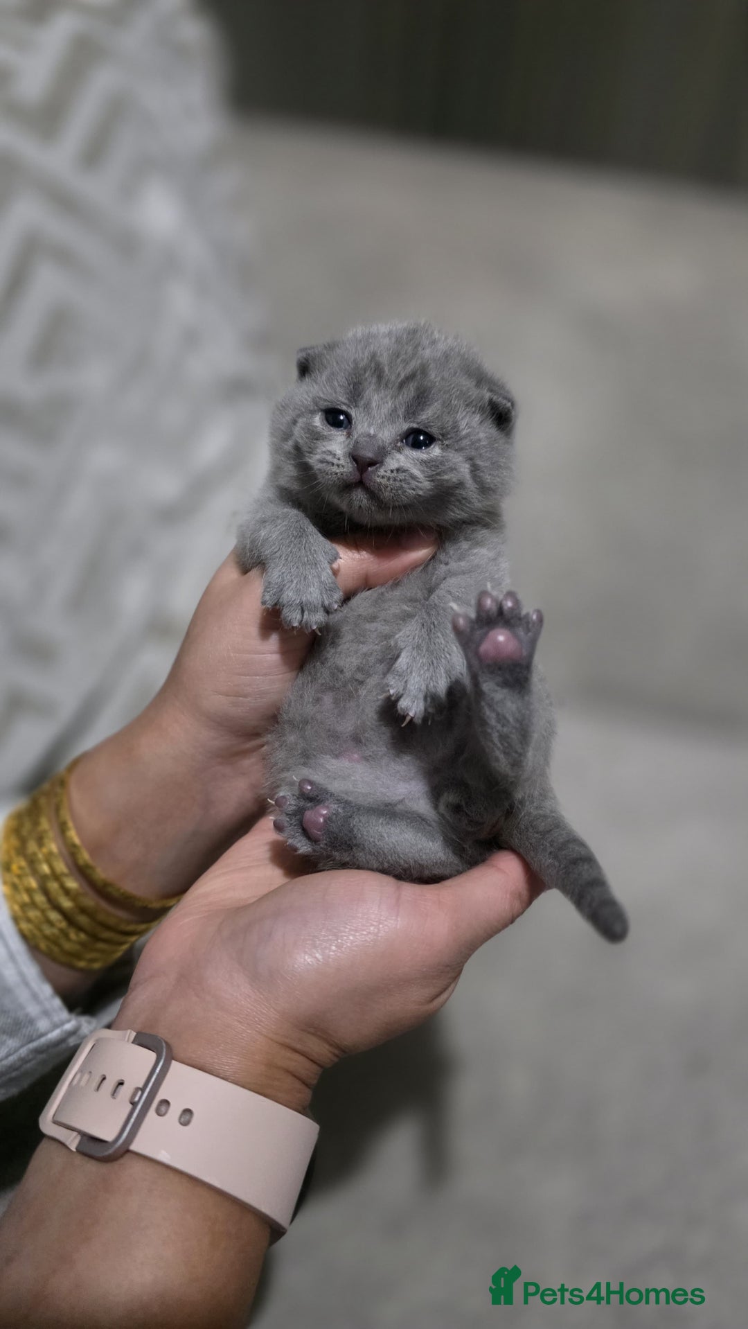 British Shorthair cats for sale: ** LAST ONE LEFT BLUE MALE British Shorthair ** - Advert 25