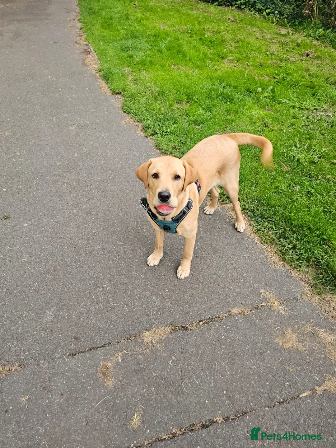 Labrador Retriever dogs for stud: Lucerys Targaryen Lee in Orpington - Advert 7