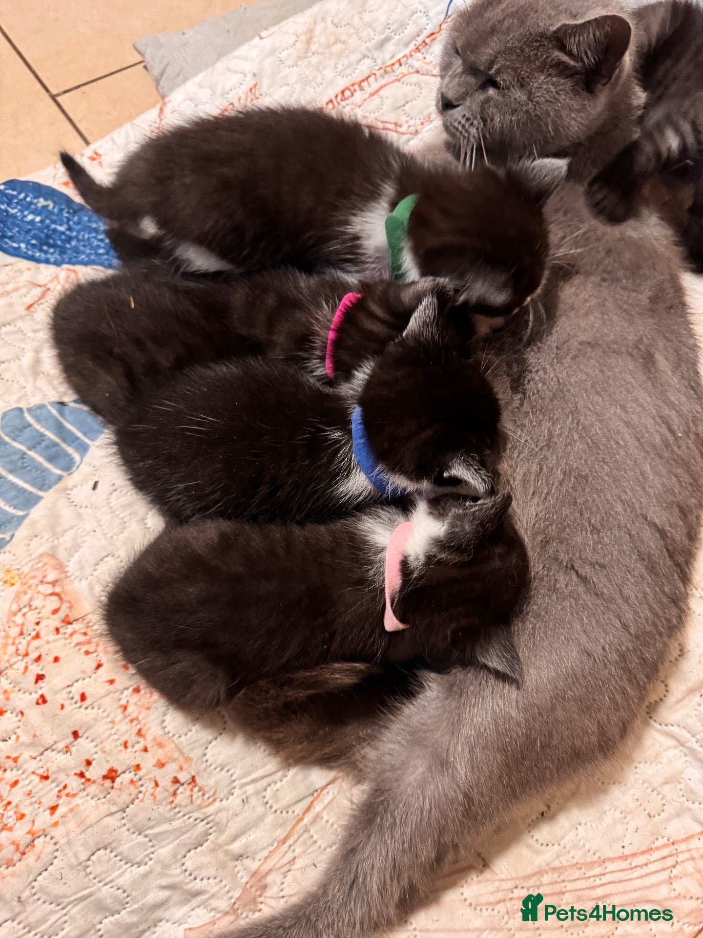 Mixed Breed cats 5 BBSH x mixed kittens black white grey - Advert 3