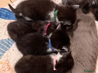 Mixed Breed cats 5 BBSH x mixed kittens black white grey - Advert 3