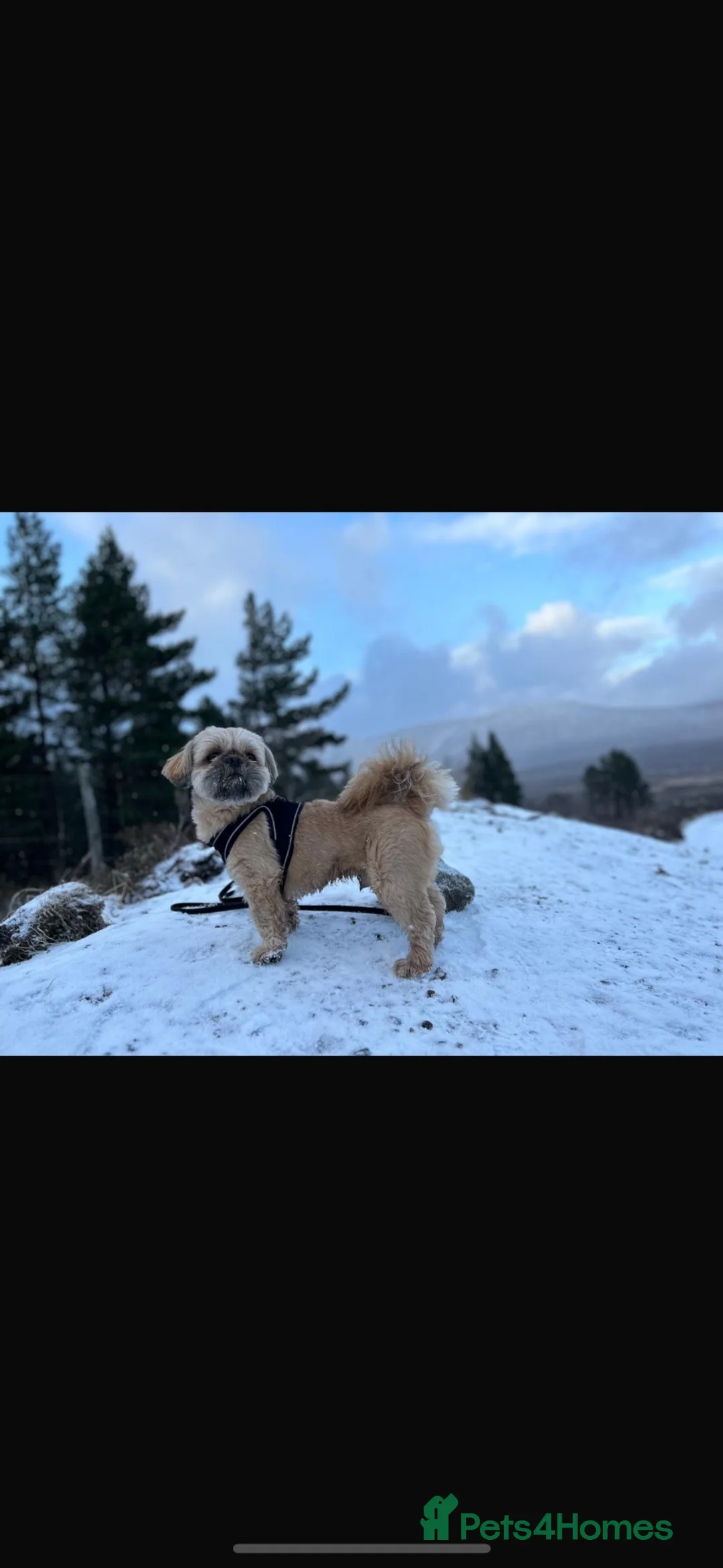 Shih Tzu dogs for stud: Full breed Shih-Tzu  in Liverpool - Advert 2