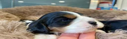 Cavalier King Charles Spaniel dogs for sale: 🐶 KC reg extensively health tested Cavalier 🐶  - Advert 11