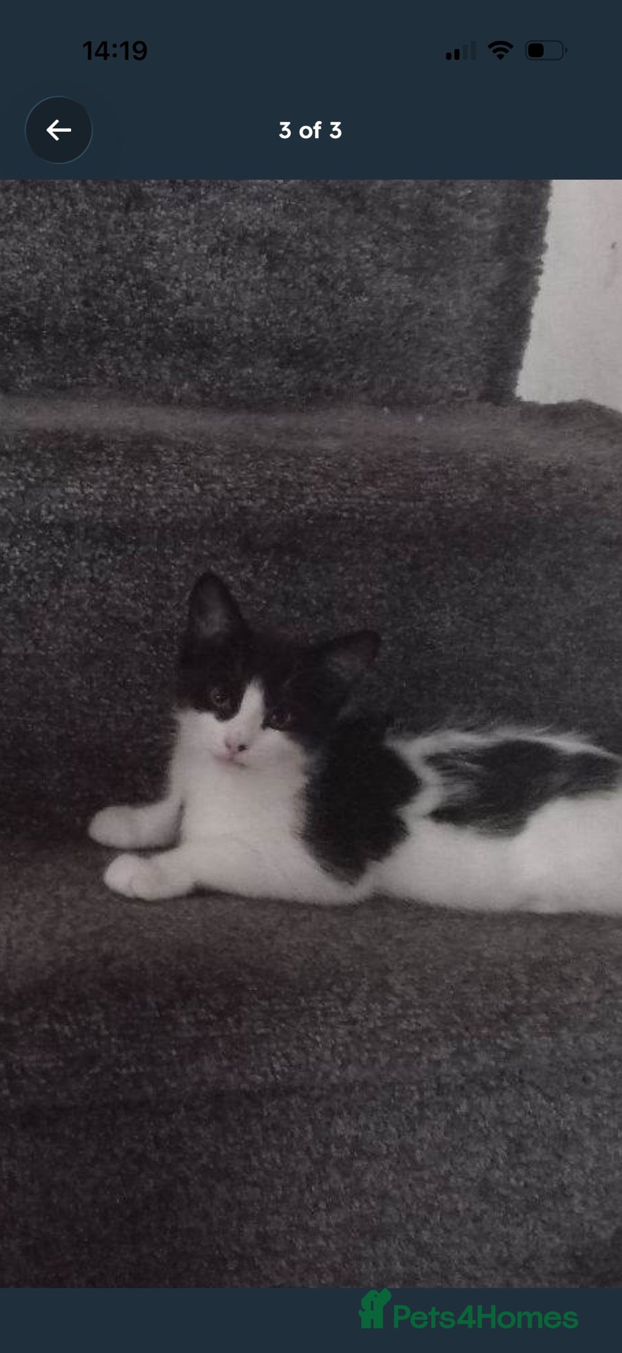 Domestic Shorthair cats for sale: 2 female cats (For Free) - Advert 6