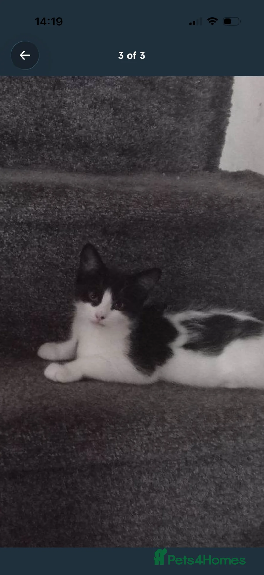 Domestic Shorthair cats for sale: 2 female cats (For Free) - Advert 1