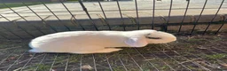 Mini Lop rabbits for sale: Mini lop buck - Advert 2