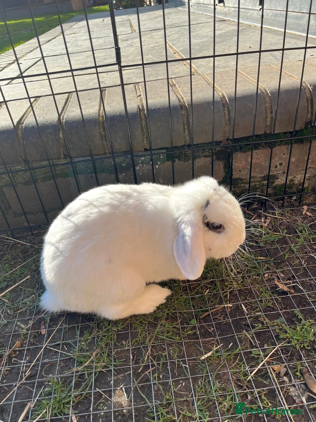 Mini Lop rabbits for sale: Mini lop buck - Advert 2