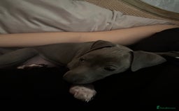 Italian Greyhound dogs for sale: Italian Greyhound Puppy, Fully Vaccinated, Trained - Image 5