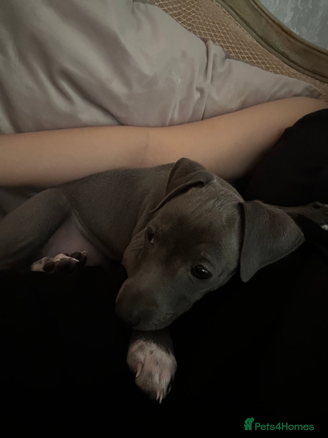 Italian Greyhound dogs for sale: Italian Greyhound Puppy, Fully Vaccinated, Trained - Image 5
