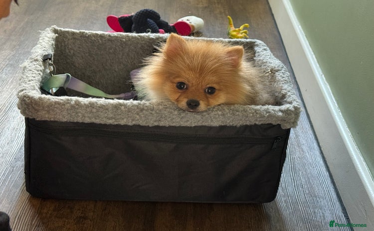 Pomeranian dogs - Advert 5