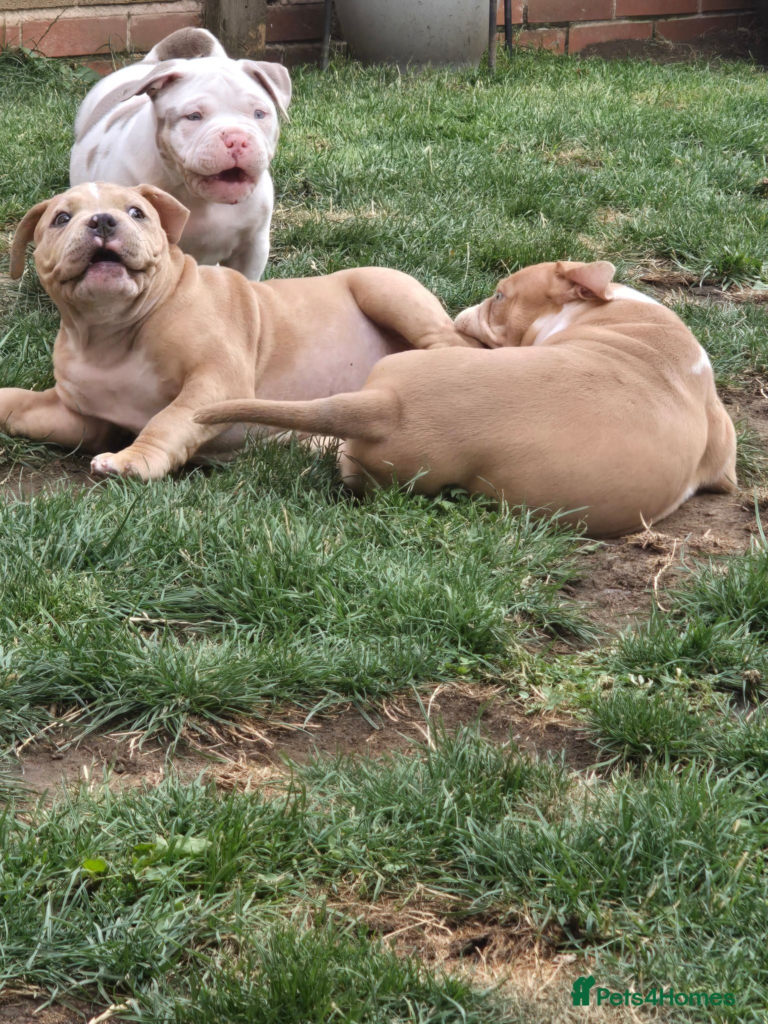 American Bully dogs Champion ABKC Line Bully Pups - Advert 2