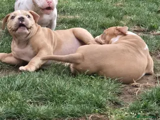 American Bully dogs Champion ABKC Line Bully Pups - Advert 1