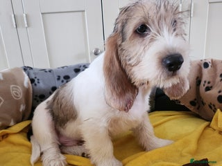 Basset Griffon Vendeen dogs Kc registered Griffon grand bassets - Advert 2