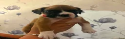Boxer dogs for sale: Boxer puppies  - Advert 23