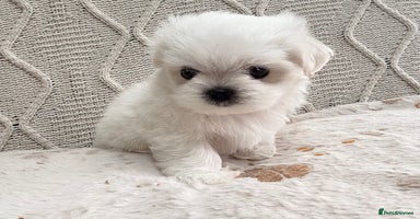 Maltese dogs - Advert 1