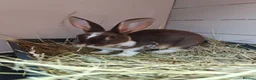 Rex rabbits for sale: Mini Rex Rabbits  - Advert 17