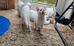 Mixed Breed cats for sale: White kittens. Ready Now. £150 each - Image 11