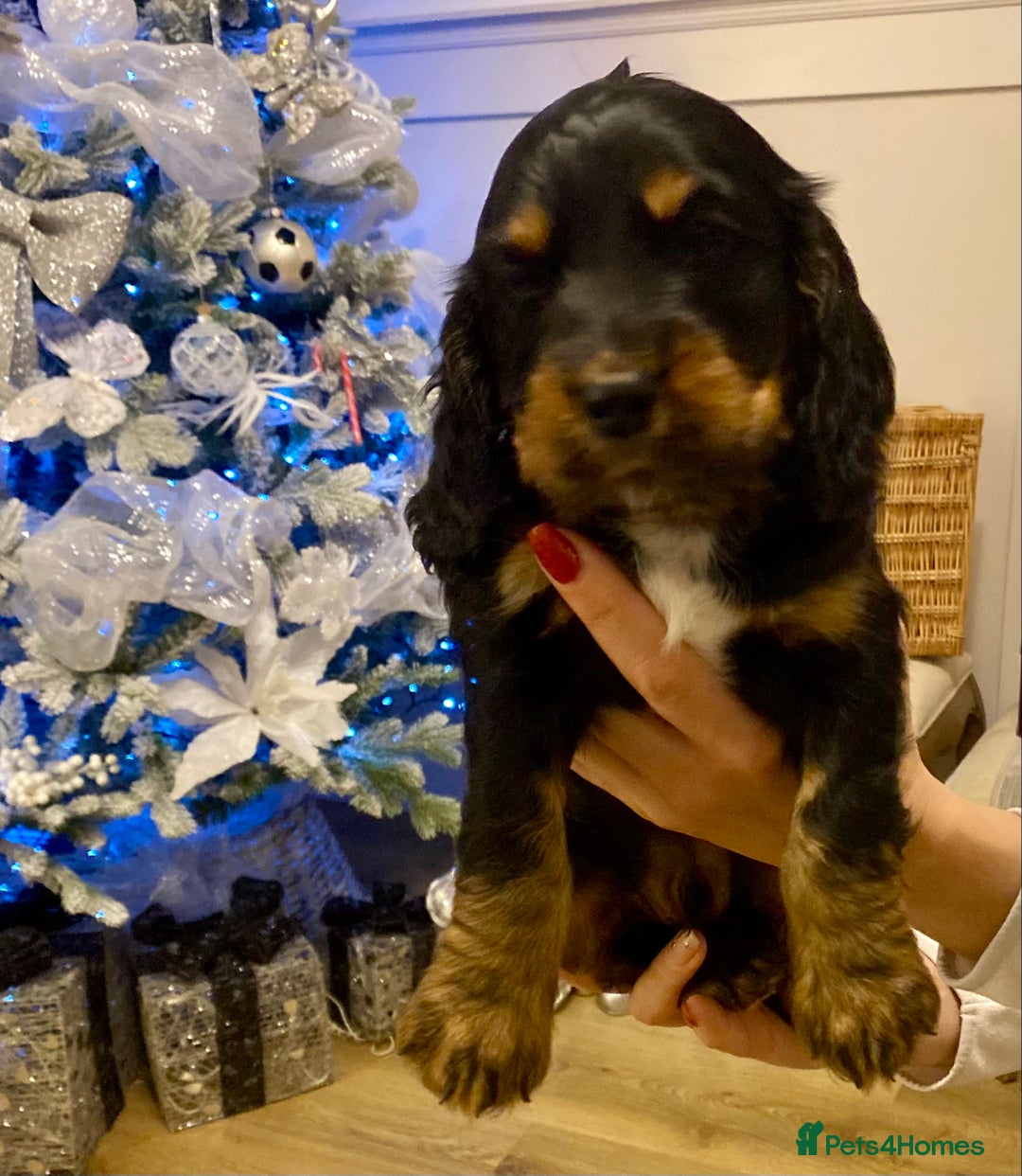 Cocker Spaniel dogs for sale: Rehome 8 week old Working Cocker Spaniel  - Advert 1