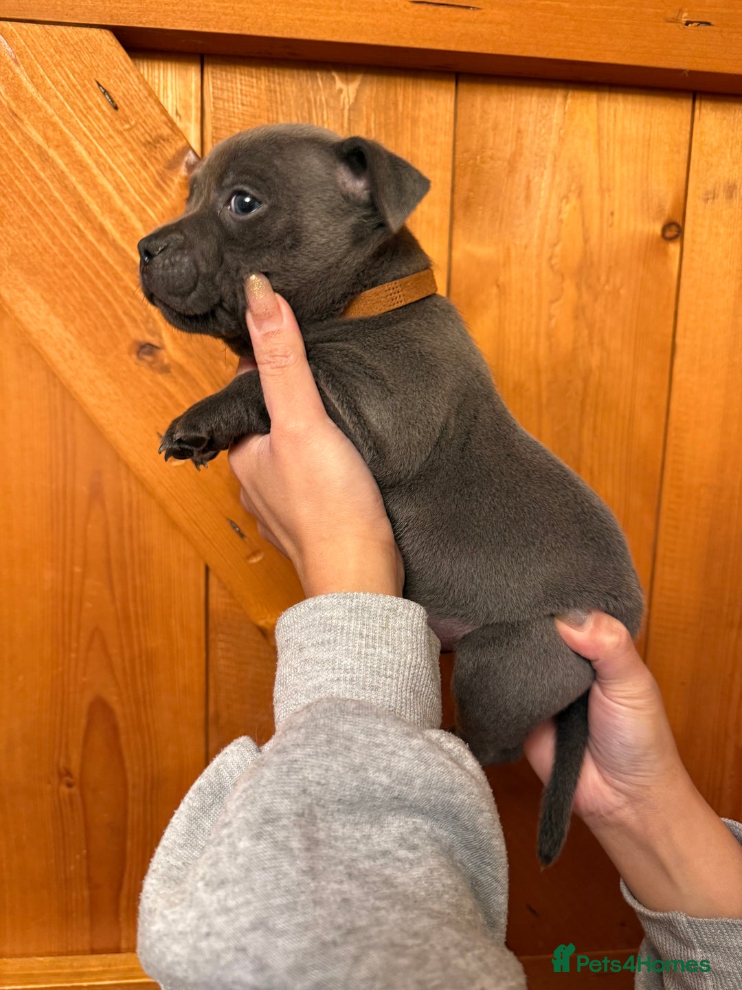 Staffordshire Bull Terrier dogs for sale: KC Registered/Health Tested Blue SBT Puppies - Advert 10
