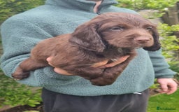 Sprocker dogs for sale: Stunning Sprocker Spaniel puppies  - Image 7