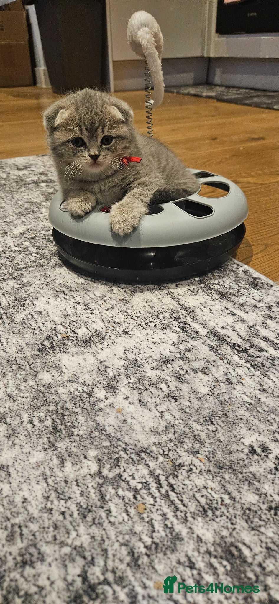 Scottish Fold cats CUTE PEDIGREE KITTENS LOOKING FOR LOVING HOMES  - Advert 2