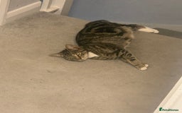 British Shorthair cats for sale: 6 litter mixed domestic kittens  - Image 19